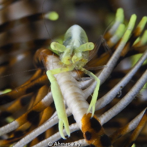 Crinoid Shrimp. Yellow
Lembeh, Batu sandar-3
Canon 40D ... by Ahmet Yay 